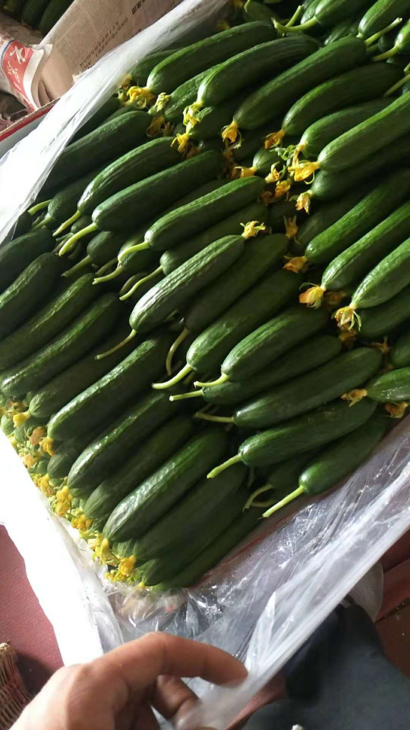 小黄瓜—基地直供货源