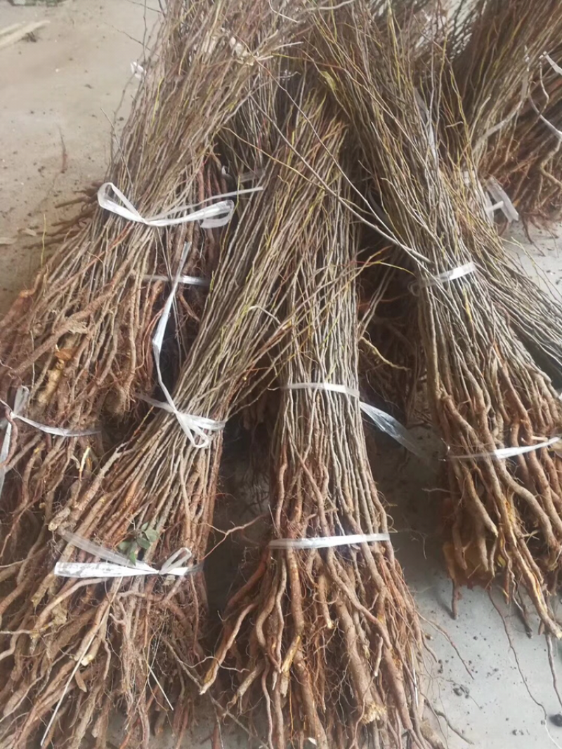 中华钙果苗当年挂果山西钙果苗基地直销。原产发货