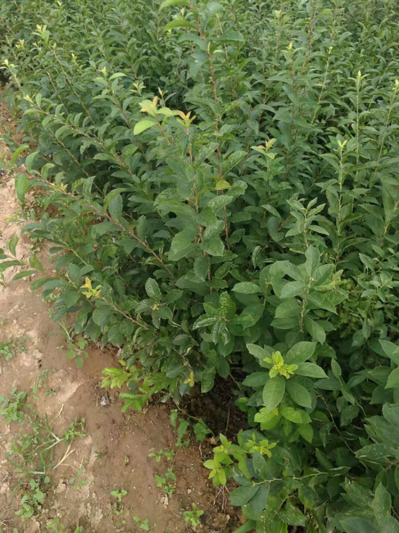 中华钙果苗当年挂果山西钙果苗基地直销。原产发货