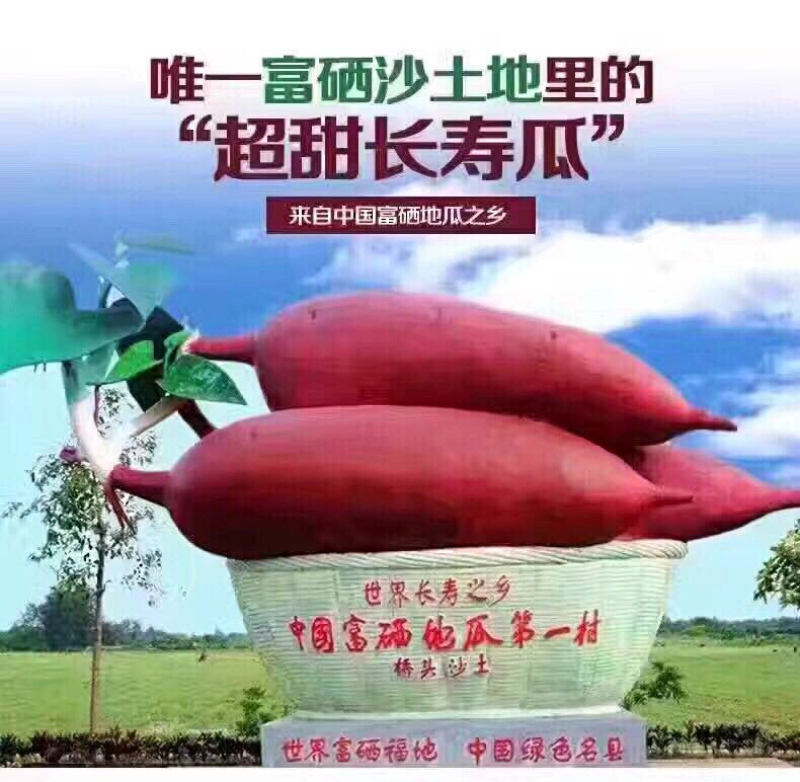 桥头地瓜板栗薯5斤礼盒装社区团购专用产地直销