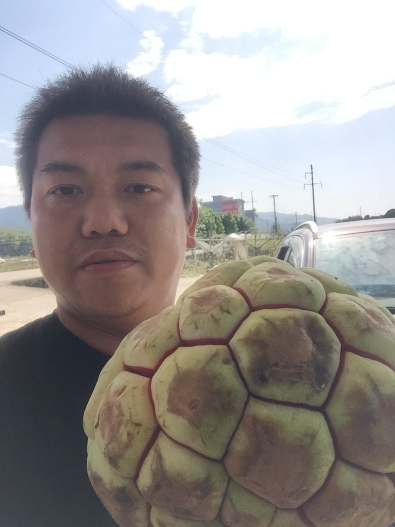 黑老虎巨果苗3到7斤品种