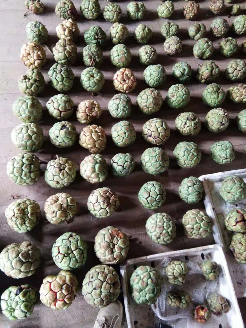 黑老虎巨果苗3到7斤品种