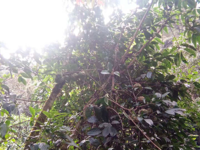 黑老虎巨果苗3到7斤品种