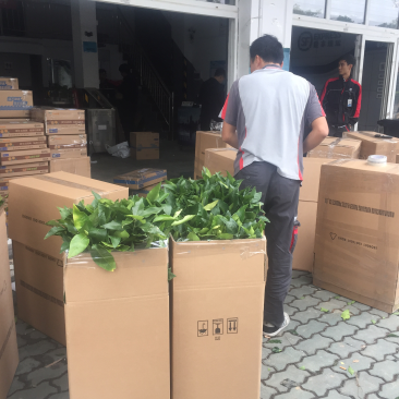 大叶尾张柑桔苗(一年苗)全国发货质优价廉抵制假苗劣质苗