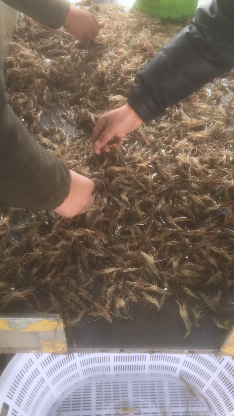 河虾大中小规格齐全，大量供应