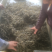河虾大中小规格齐全，大量供应