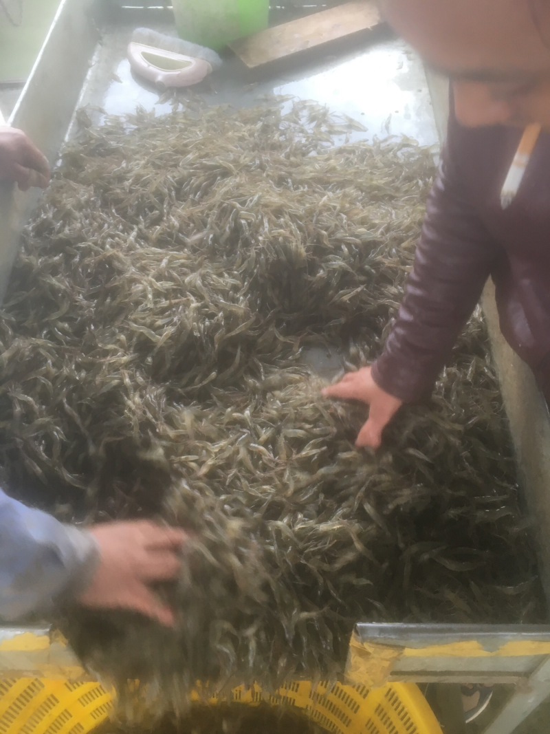 河虾大中小规格齐全，大量供应