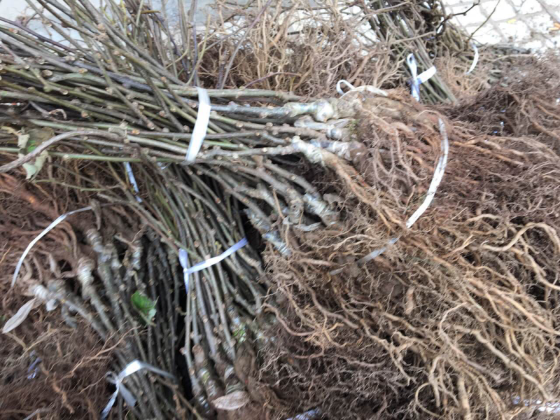 红心果猕猴桃嫁接苗0.8公分以上的大苗