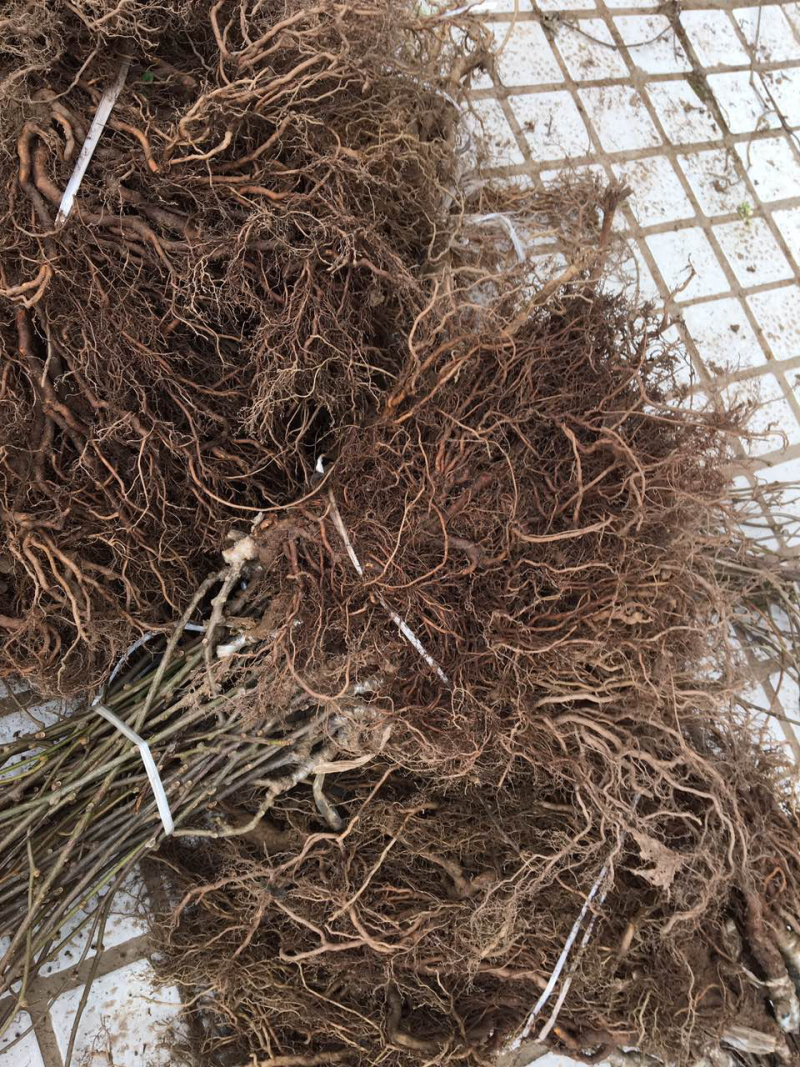 红心果猕猴桃嫁接苗0.8公分以上的大苗