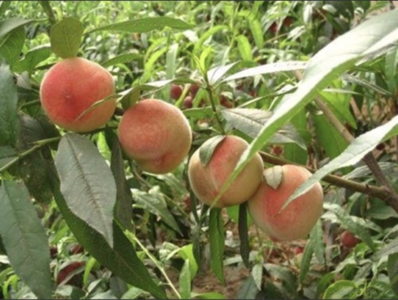 【品种齐全】毛桃果树苗，规格齐全，包纯正成活率高免费技术