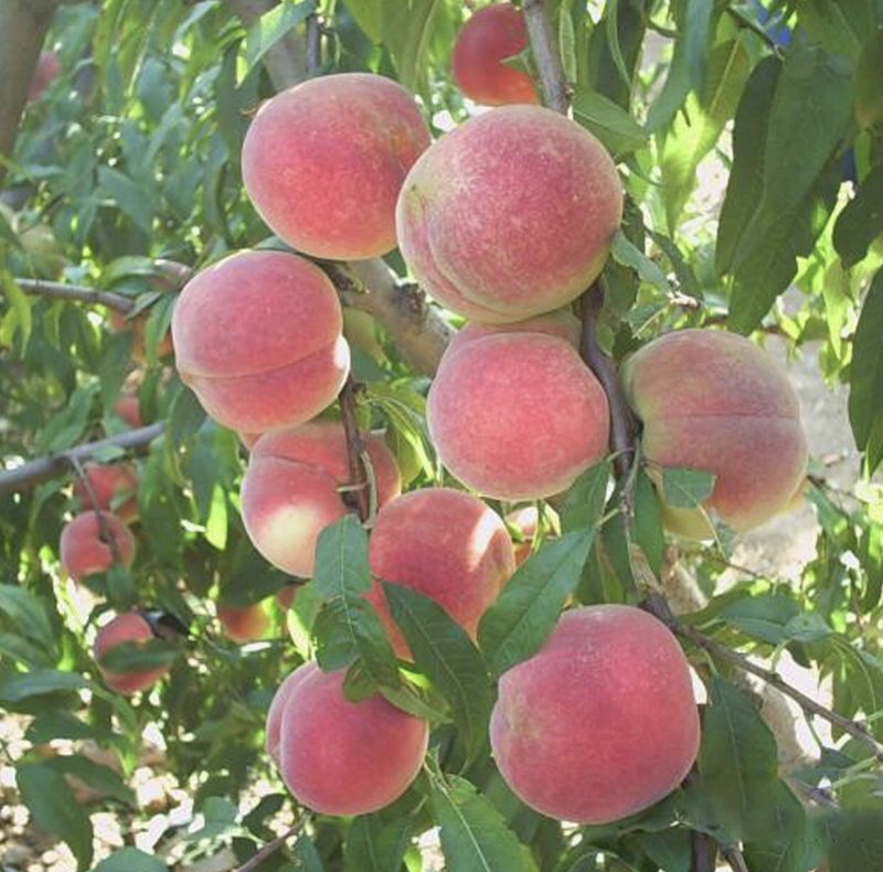 【品种齐全】毛桃果树苗，规格齐全，包纯正成活率高免费技术