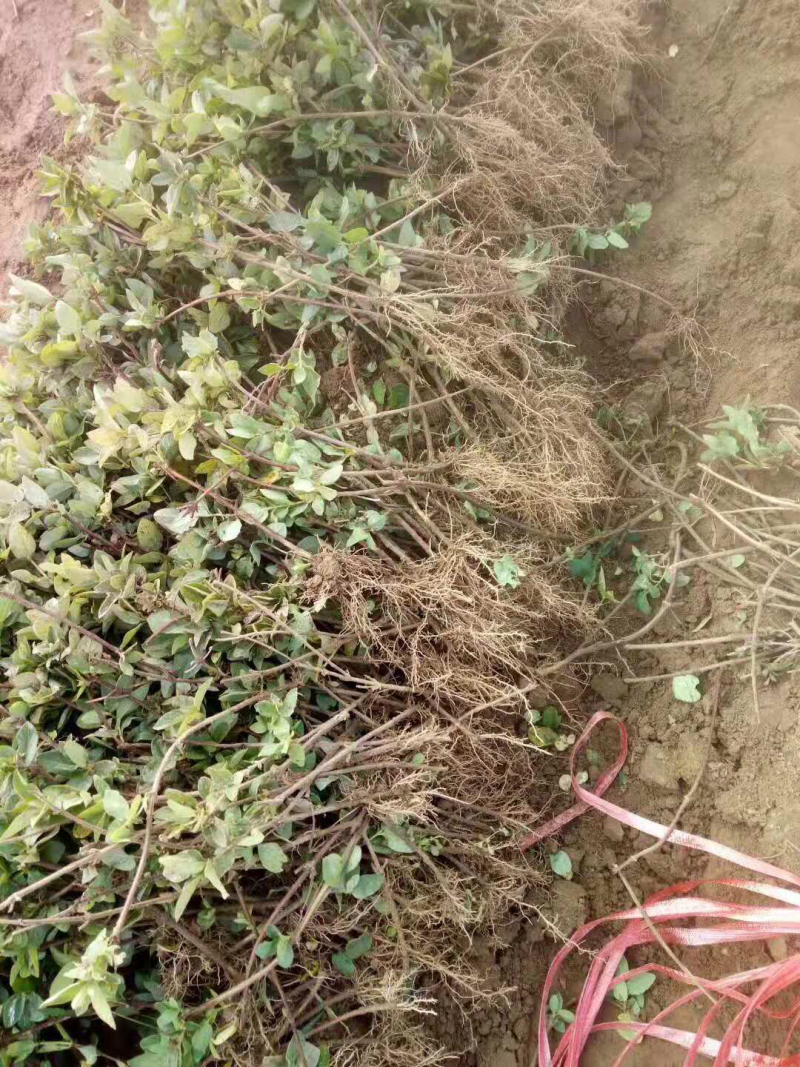 金银花苗子