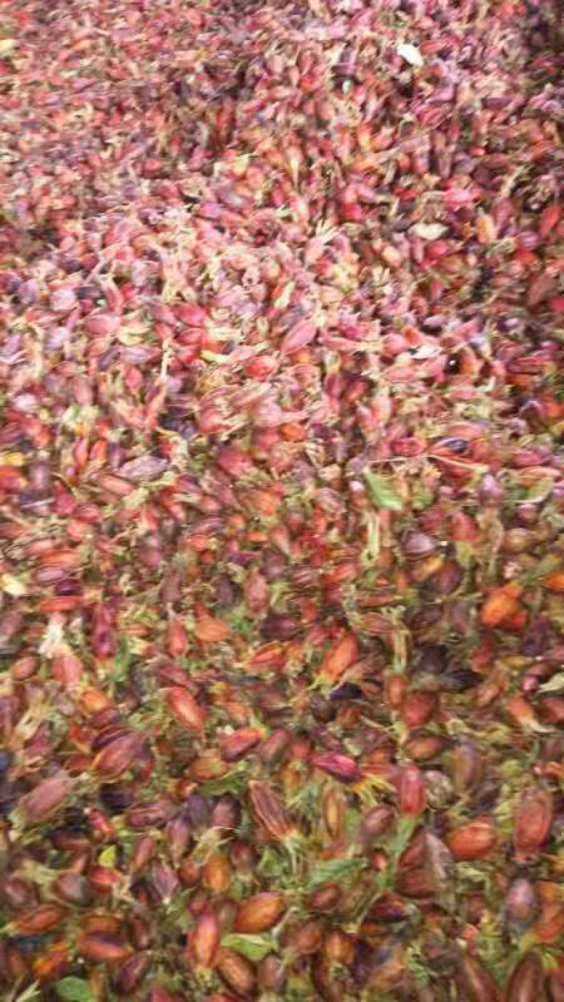 大量批发干品黄栀子栀子茶栀子果泡茶红栀子干食用黄栀子