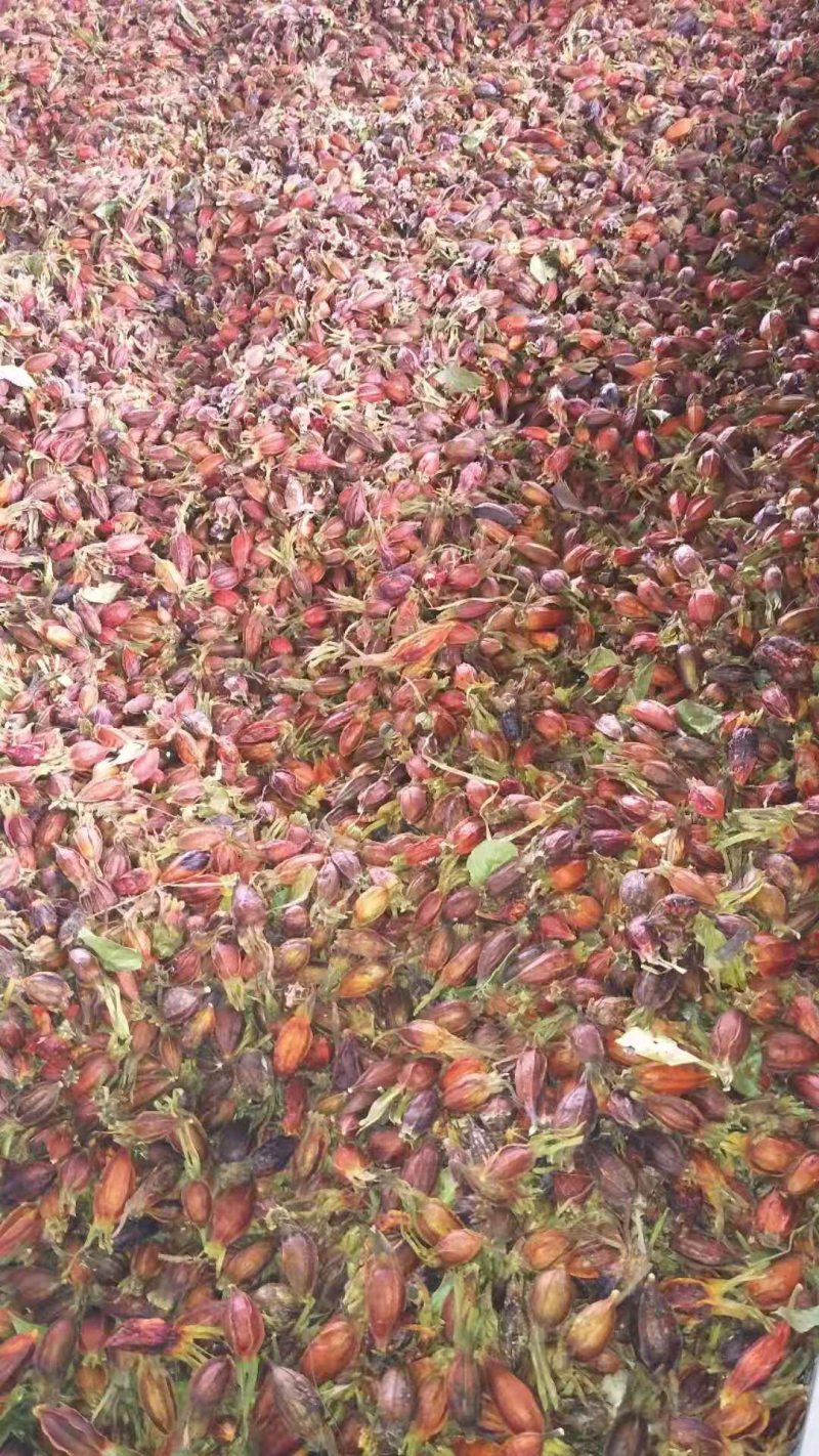 大量批发干品黄栀子栀子茶栀子果泡茶红栀子干食用黄栀子