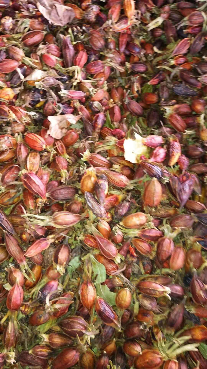 大量批发干品黄栀子栀子茶栀子果泡茶红栀子干食用黄栀子