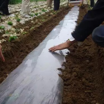 地膜白地膜黑地膜厂家直销