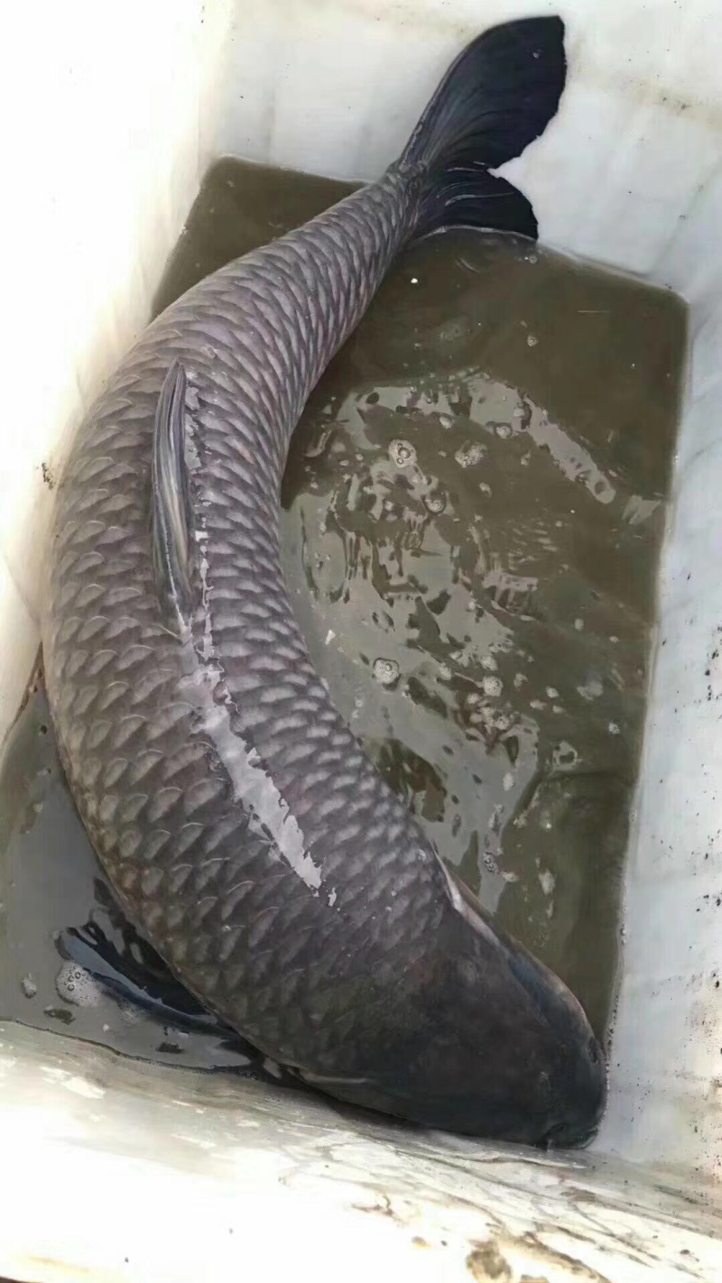超大青鱼