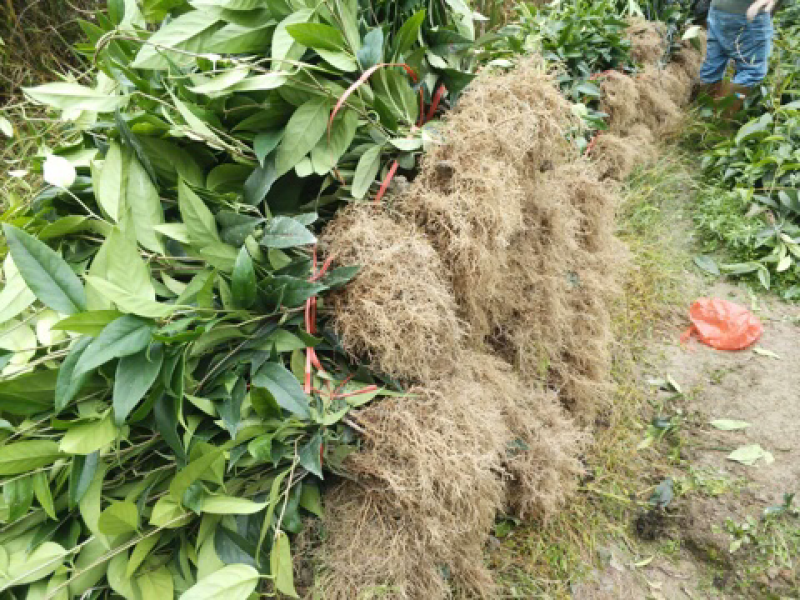 布福娜果苗产地直销40万株30-55公分高2年大苗