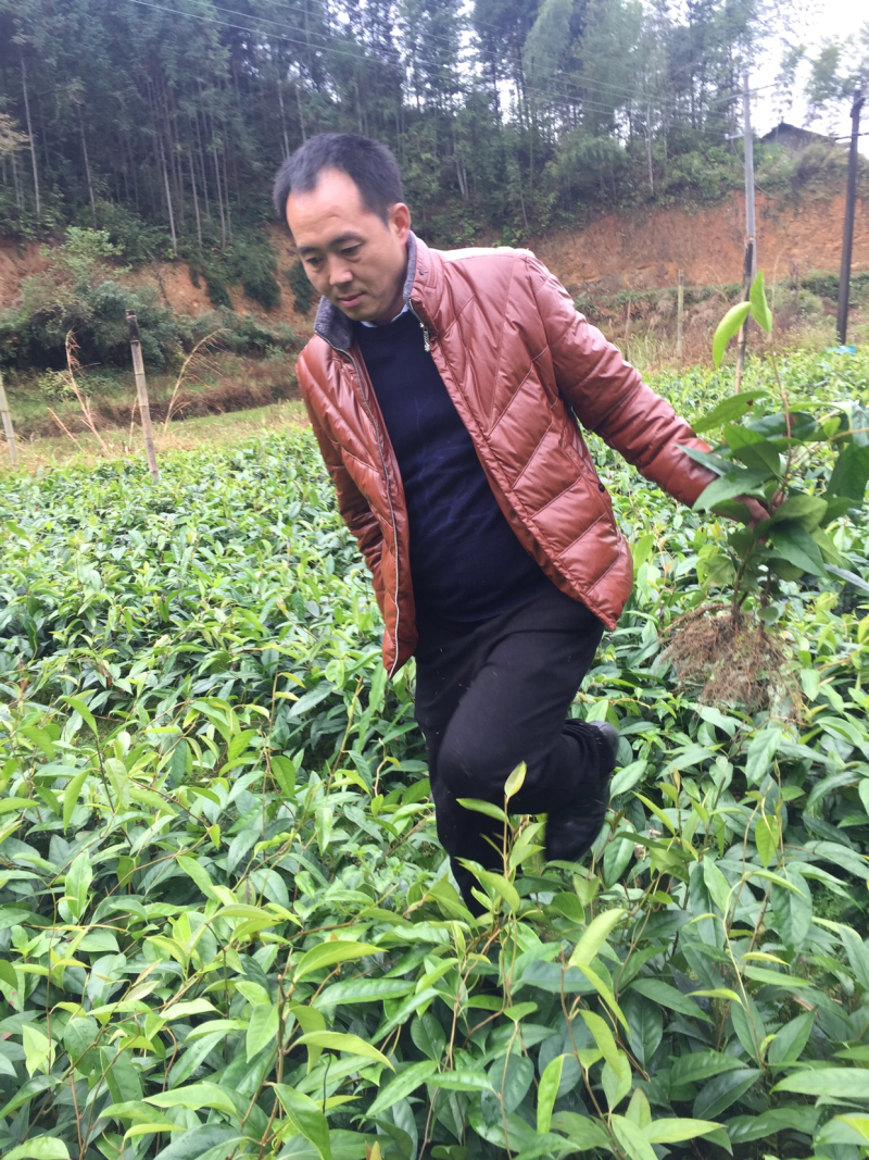 布福娜果苗产地直销40万株30-55公分高2年大苗