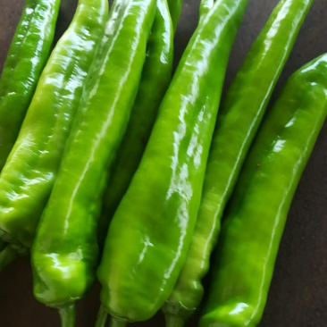 广东雷州辣椒🌶️大量上市！