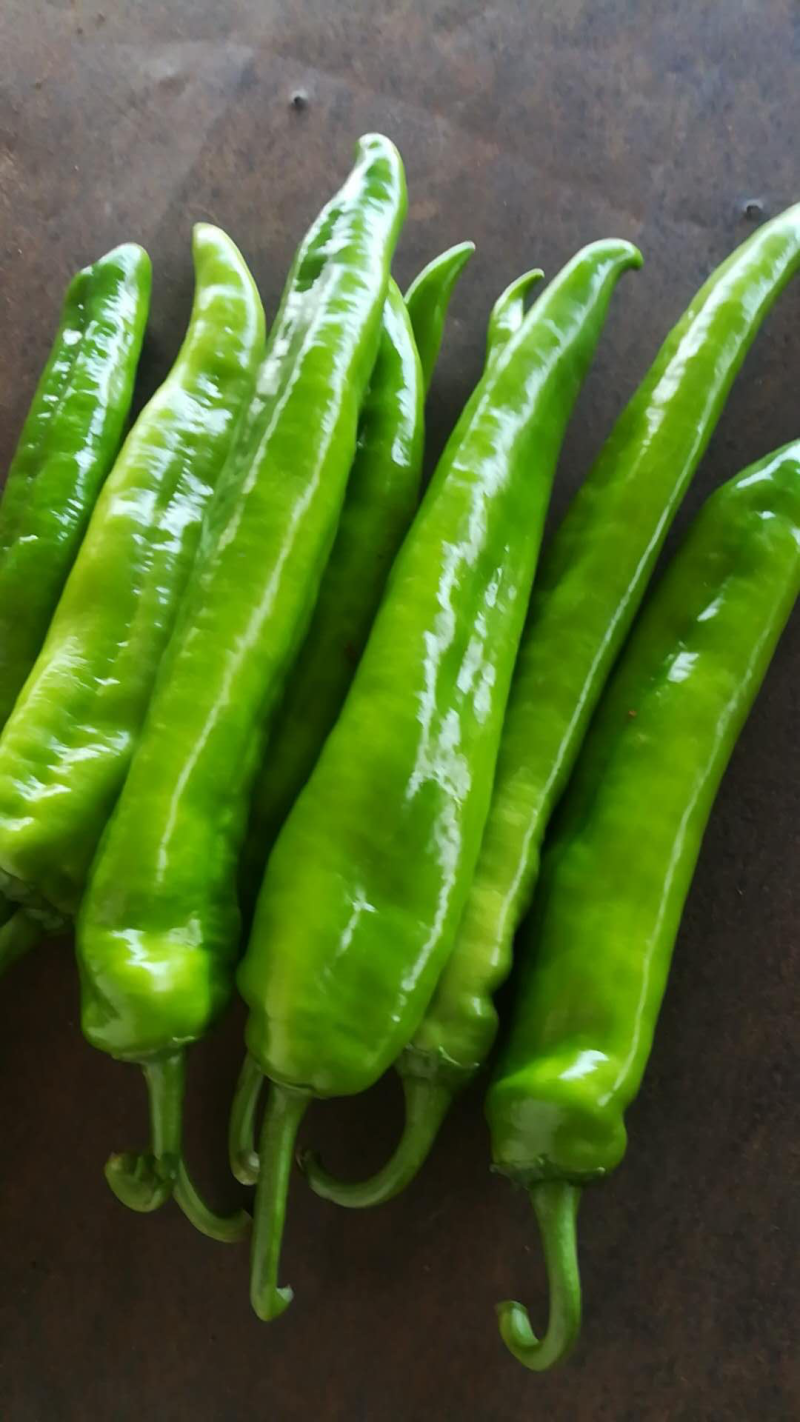 广东雷州辣椒🌶️大量上市！