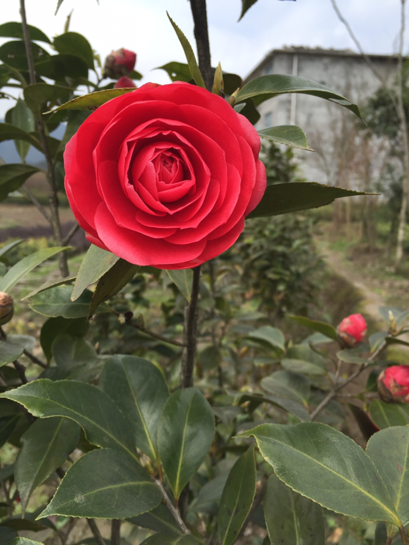 茶花，六角大红，十八学士，支持基地看货挑苗也支持视频看货