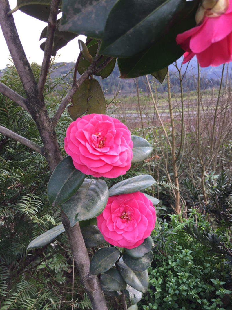 茶花，六角大红，十八学士，支持基地看货挑苗也支持视频看货