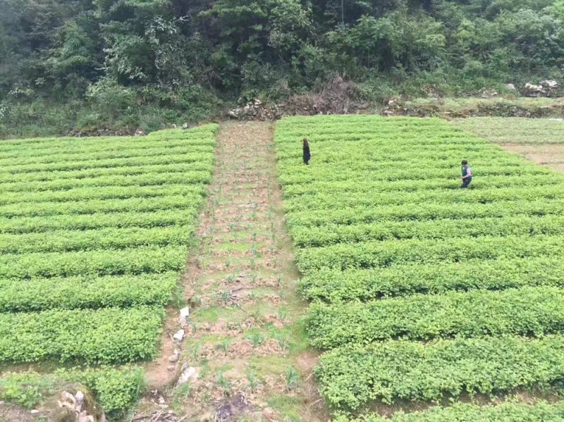 银杏苗，银杏，支持现场看货挑苗，也支持视频看货