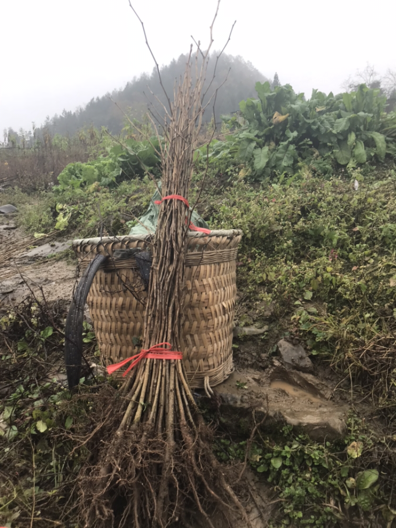 银杏苗，银杏，支持现场看货挑苗，也支持视频看货