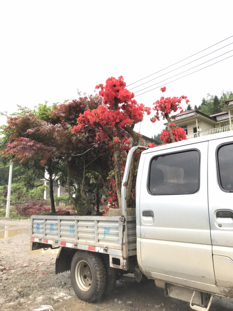红枫，日本红枫51~80cm支持现场和视频看货