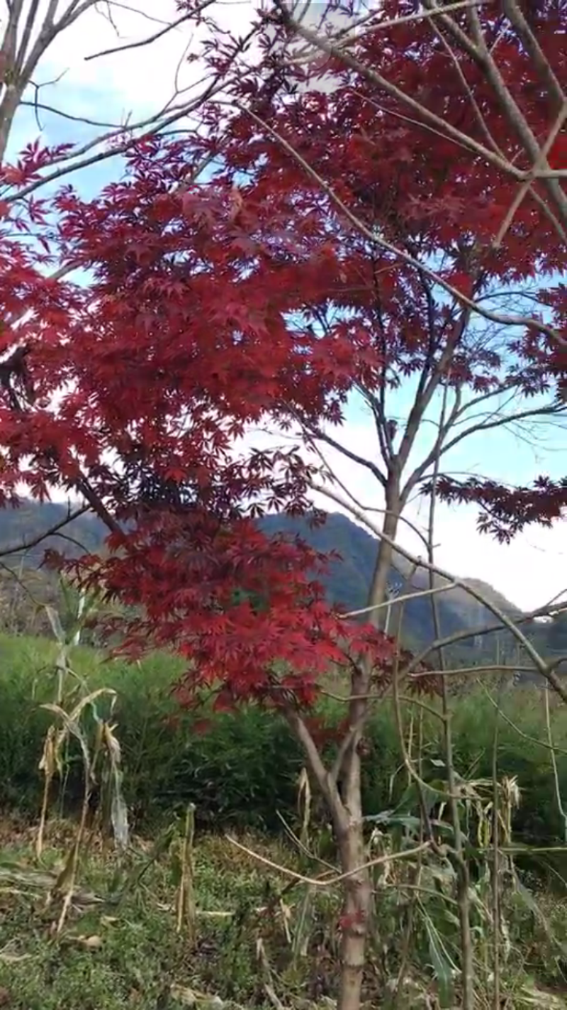 红枫，日本红枫51~80cm支持现场和视频看货
