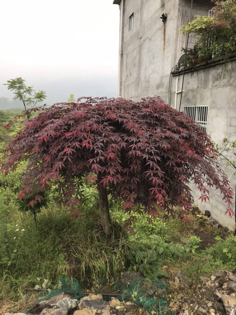 红枫，日本红枫51~80cm支持现场和视频看货