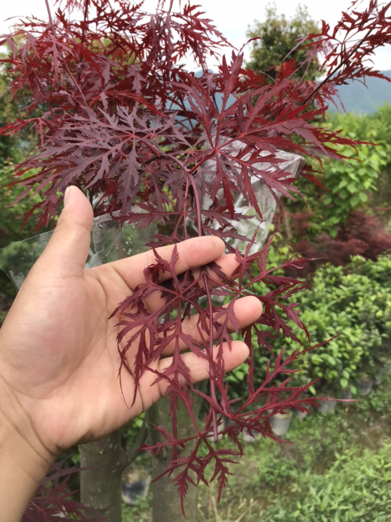 红枫，日本红枫51~80cm支持现场和视频看货