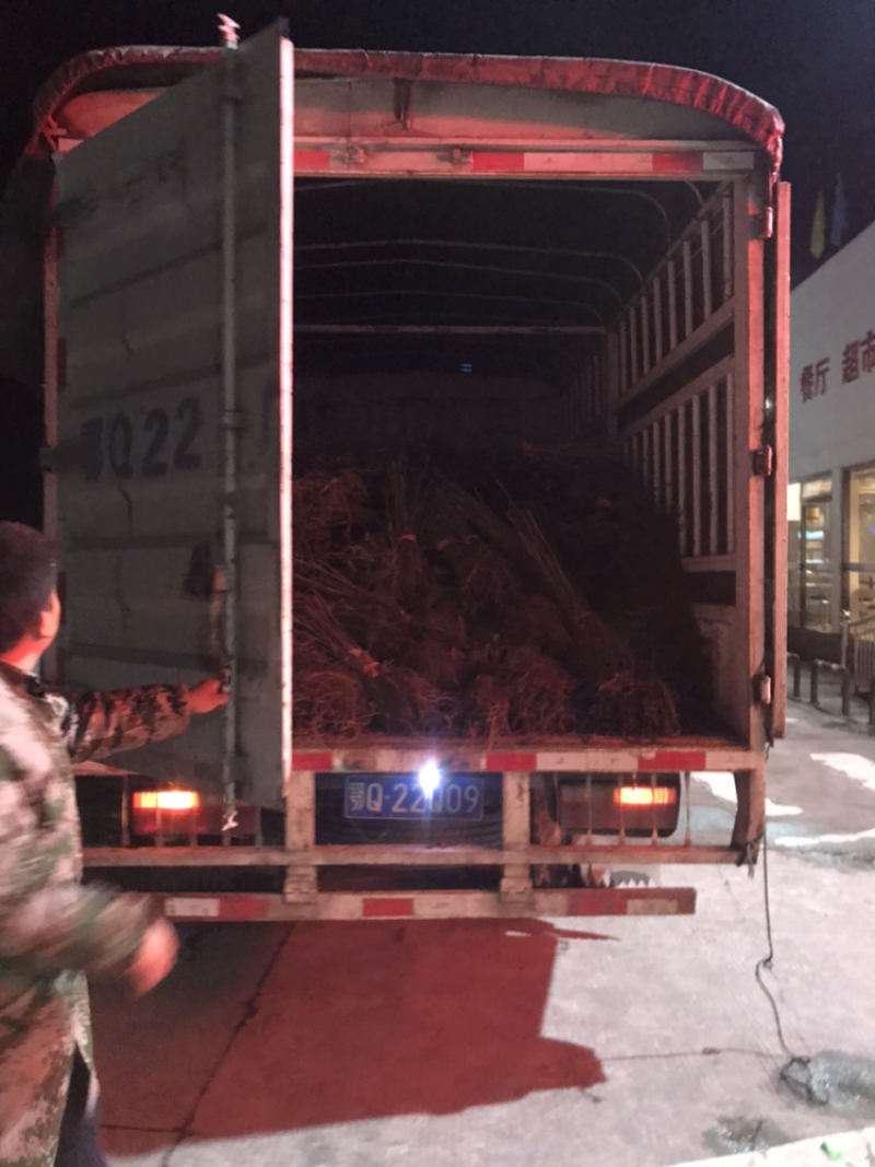 银杏、银杏小苗、支持基地看货挑苗，也支持视频看货，量大包邮