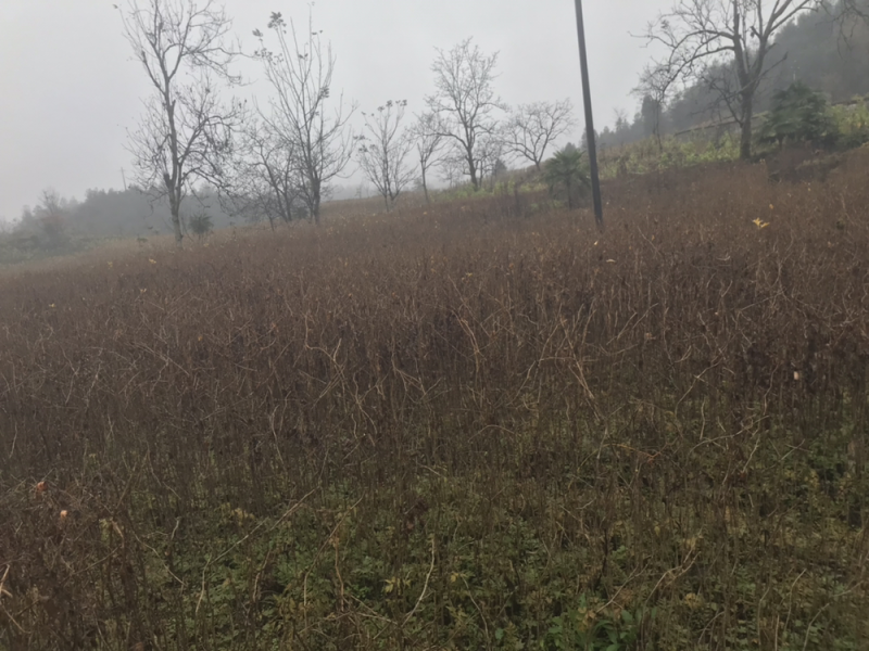 银杏、银杏小苗、支持基地看货挑苗，也支持视频看货，量大包邮