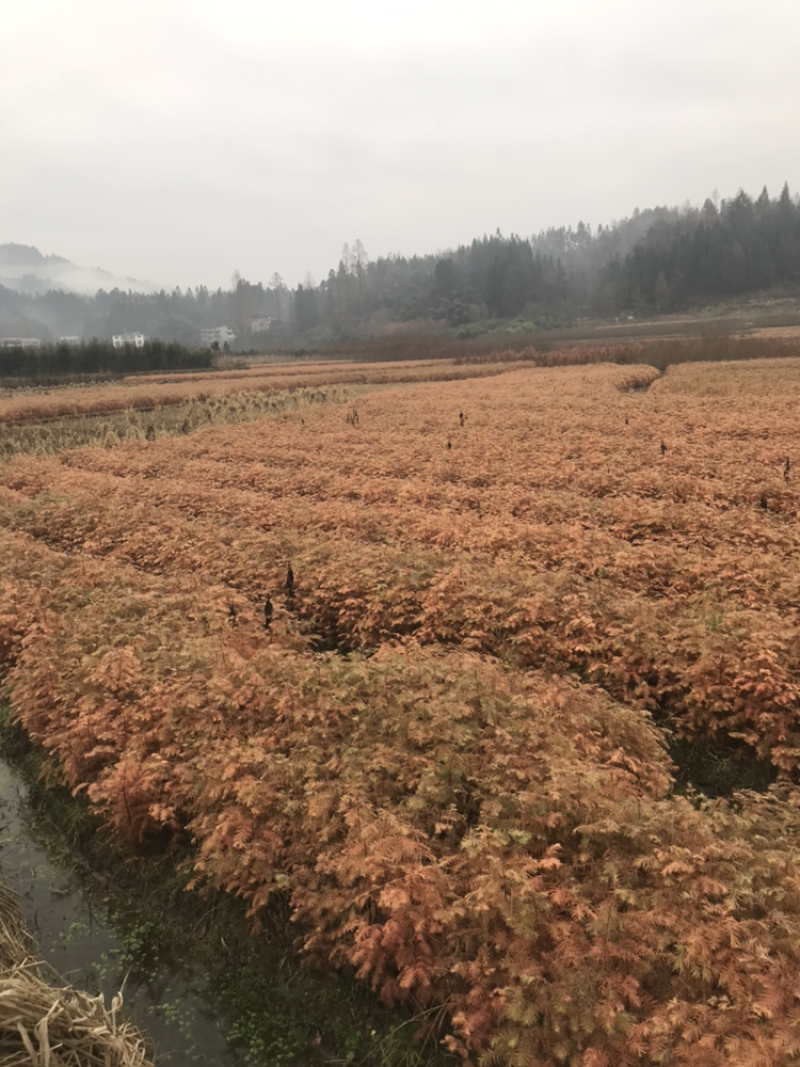 水杉苗，水杉小苗，水杉，水杉母树原产区培育品质高品种纯正