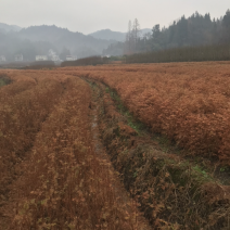 水杉苗，水杉小苗，水杉，水杉母树原产区培育品质高品种纯正