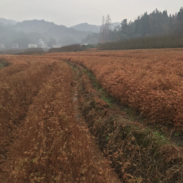 水杉苗，水杉小苗，水杉，水杉母树原产区培育品质高品种纯正
