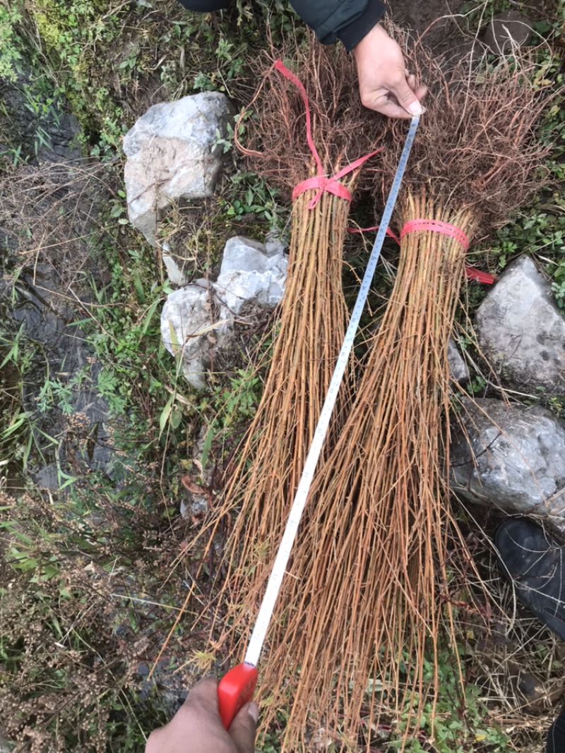 水杉苗，水杉小苗，水杉，水杉母树原产区培育品质高品种纯正