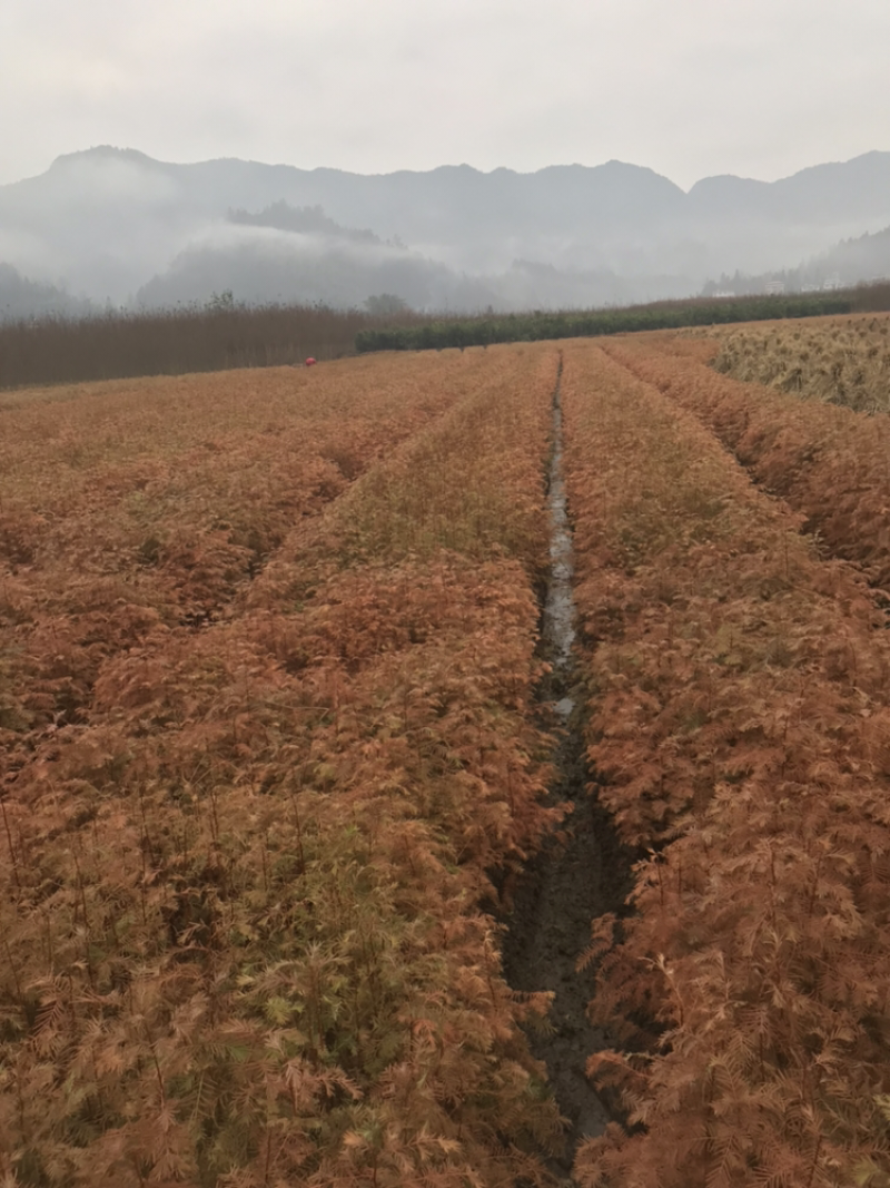 水杉苗，水杉小苗，水杉，水杉母树原产区培育品质高品种纯正
