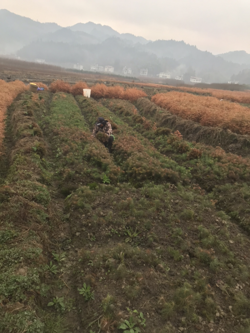 杉树，杉树小苗，产地货源现挖现发支持现场视频看货
