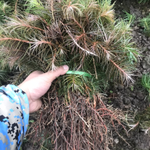 杉树，杉树小苗，产地货源现挖现发支持现场视频看货