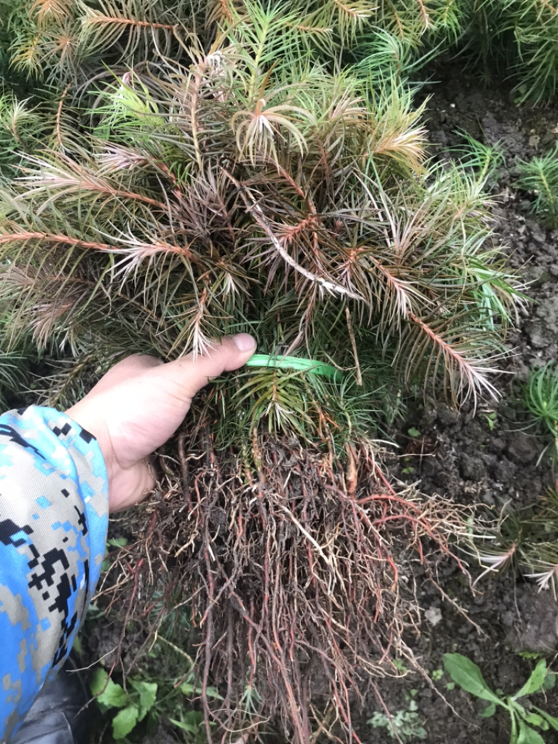 杉树，杉树小苗，产地货源现挖现发支持现场视频看货