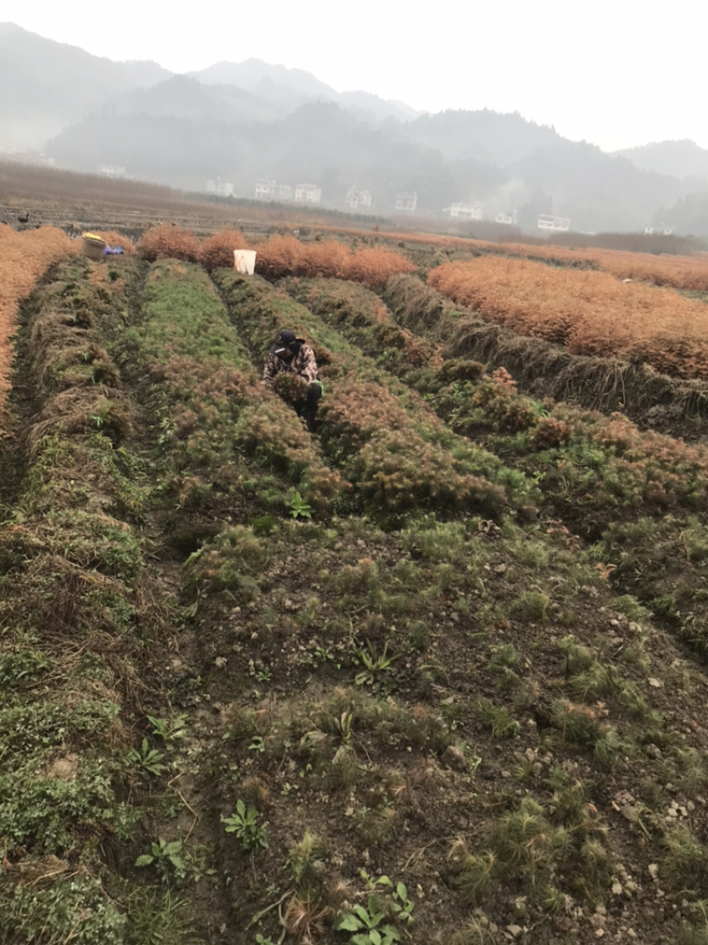 杉树，杉树小苗，产地货源现挖现发支持现场视频看货