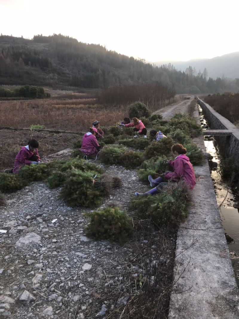 杉树，杉树小苗，产地货源现挖现发支持现场视频看货