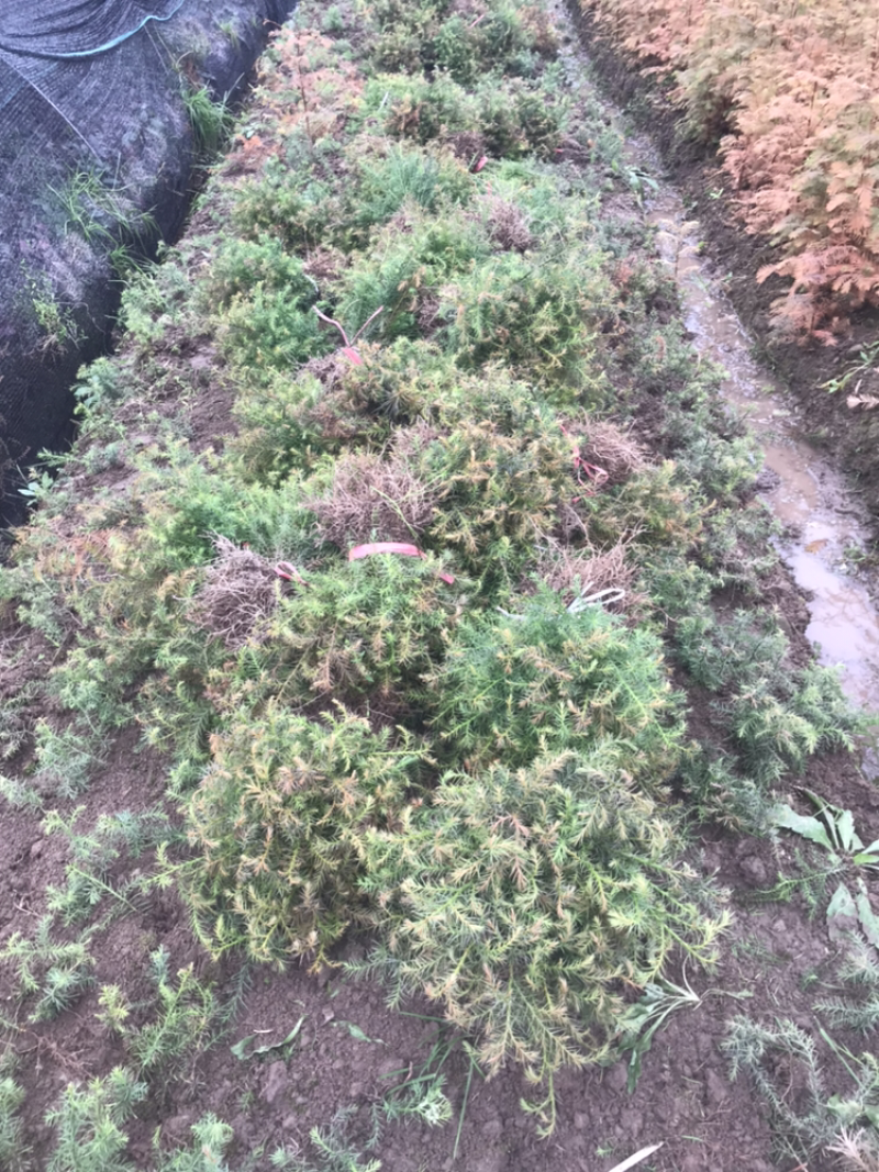 杉树，杉树小苗，产地货源现挖现发支持现场视频看货
