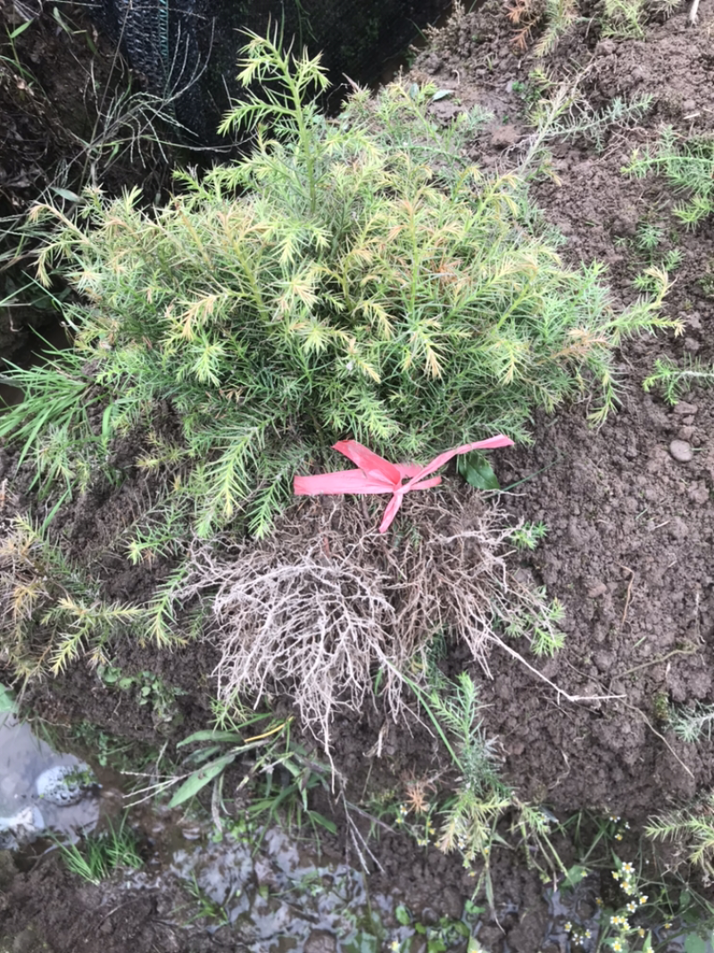 杉树，杉树小苗，产地货源现挖现发支持现场视频看货