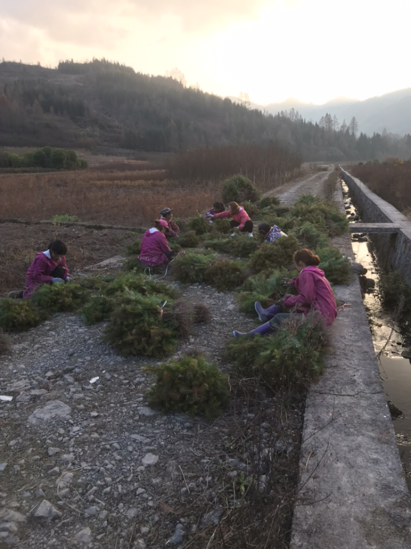 杉树，杉树小苗，产地货源现挖现发支持现场视频看货