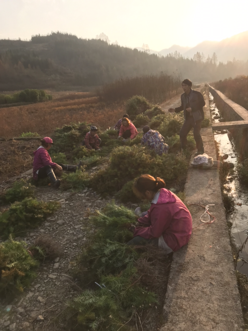 杉树，杉树小苗，产地货源现挖现发支持现场视频看货