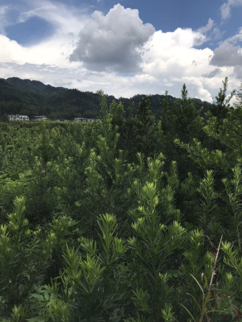 罗汉松，罗汉松小苗，支持基地现场看货挑苗，视频看货